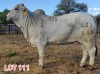 1 x BRAHMAN WHITE COW LVJ - 2