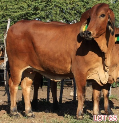 2 x BRAHMAN RED COW LJV (PAY PER ANIMAL TO TAKE THE LOT)