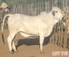 2 x BRAHMAN WHITE HEIFER LJV (PAY PER ANIMAL TO TAKE THE LOT)