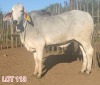 2 x BRAHMAN WHITE HEIFER LJV (PAY PER ANIMAL TO TAKE THE LOT) - 2