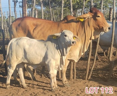 1 x BRAHMAN WHITE COW LJV