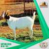 LOT 93A 1X KOMMERSIELE OOI/COMMERCIAL EWE BOERBOK JANTJIES BOERDERY PTY LTD