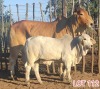 1 x BRAHMAN WHITE COW LJV - 2