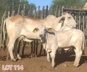 2 x BRAHMAN WHITE COW LJV (PAY PER ANIMAL TO TAKE THE LOT)