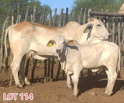 2 x BRAHMAN WHITE COW LJV (PAY PER ANIMAL TO TAKE THE LOT)