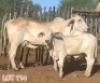2 x BRAHMAN WHITE COW LJV (PAY PER ANIMAL TO TAKE THE LOT)