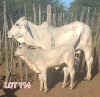 2 x BRAHMAN WHITE COW LJV (PAY PER ANIMAL TO TAKE THE LOT) - 2