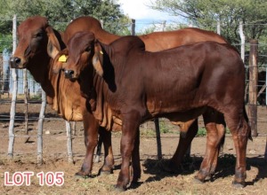 1 x BRAHMAN RED COW LJV