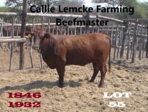 1 x BEEFMASTER HEIFER Nico Lemcke