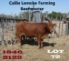 1 x BEEFMASTER HEIFER Nico Lemcke