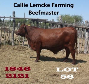 1 x BEEFMASTER COW Nico Lemcke