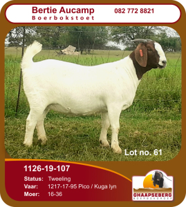 LOT 61 1X OOI/EWE BOERBOK BERTIE AUCAMP BOERBOKSTOET - KUDDE/FLOCK