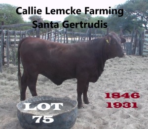 1 x SANTA GERTRUDIS HEIFER Callie Lemcke