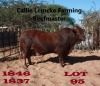 1 x BEEFMASTER BULL Callie Lemcke - 3