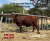 1 x SANTA GERTRUDIS HEIFER Callie Lemcke