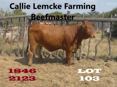 1 x BEEFMASTER HEIFER Nico Lemcke