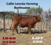 1 x BEEFMASTER HEIFER Nico Lemcke