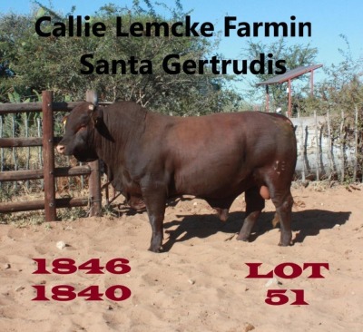 1 x SANTA GERTRUDIS BULL Callie Lemcke