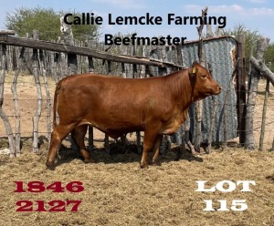 1 x BEEFMASTER HEIFER Nico Lemcke