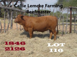 1 x BEEFMASTER HEIFER Nico Lemcke