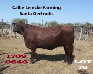 1 x SANTA GERTRUDIS COW Callie Lemcke