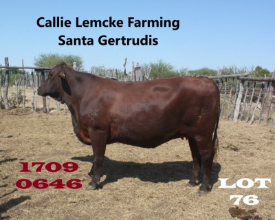 1 x SANTA GERTRUDIS COW Callie Lemcke