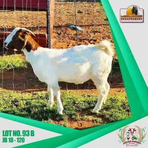 93B 1X KOMMERSIELE OOI/COMMERCIAL EWE BOERBOK JANTJIES BOERDERY PTY LTD