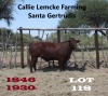 1 x SANTA GERTRUDIS HEIFER Callie Lemcke - 2