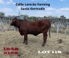 1 x SANTA GERTRUDIS HEIFER Callie Lemcke - 3