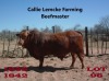 1 x BEEFMASTER BULL Nico Lemcke - 2