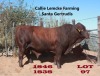 1 x SANTA GERTRUDIS BULL Callie Lemcke