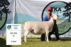 1 x WHITE DORPER OOI/EWE T5 PREGNANT