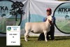 1 x WHITE DORPER OOI/EWE T5