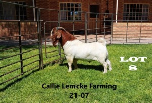 1 x BOER GOAT BUCK Alida Lemcke