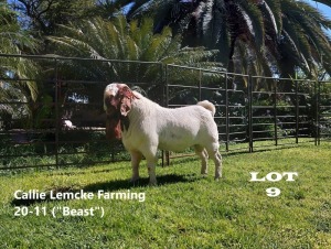 1 x BOER GOAT BUCK Alida Lemcke