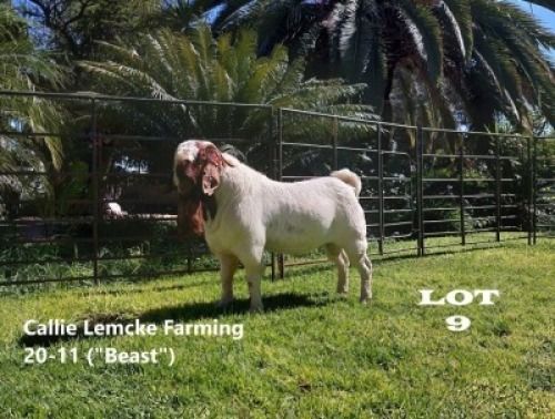 1 x BOER GOAT BUCK Alida Lemcke