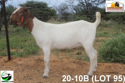 LOT 95 1X KOMMERSIELE OOI/COMMERCIAL EWE BOERBOK TSEPAMO & CO LTD