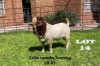 1 x BOER GOAT BUCK Alida Lemcke