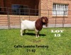 1 x BOER GOAT BUCK Alida Lemcke