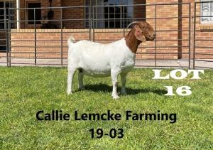 1 x BOER GOAT DOE Alida Lemcke