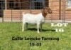 1 x BOER GOAT DOE Alida Lemcke - 2
