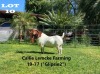 1 x BOER GOAT BUCK Alida Lemcke