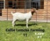 1 x BOER GOAT DOE Alida Lemcke - 2