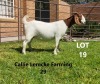 1 x BOER GOAT DOE Alida Lemcke