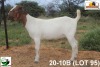 LOT 95 1X KOMMERSIELE OOI/COMMERCIAL EWE BOERBOK TSEPAMO & CO LTD - 2