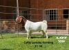 1 x BOER GOAT BUCK Alida Lemcke