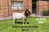 1 x BOER GOAT BUCK Alida Lemcke