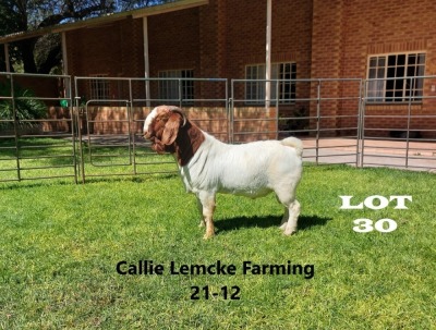 WITHDRAWN 1 x BOER GOAT BUCK Alida Lemcke