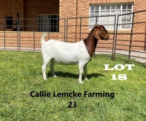 1 x BOER GOAT DOE Alida Lemcke