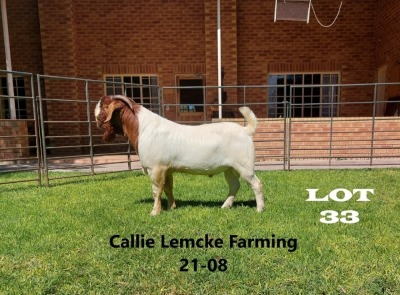 1 x BOER GOAT BUCK Alida Lemcke